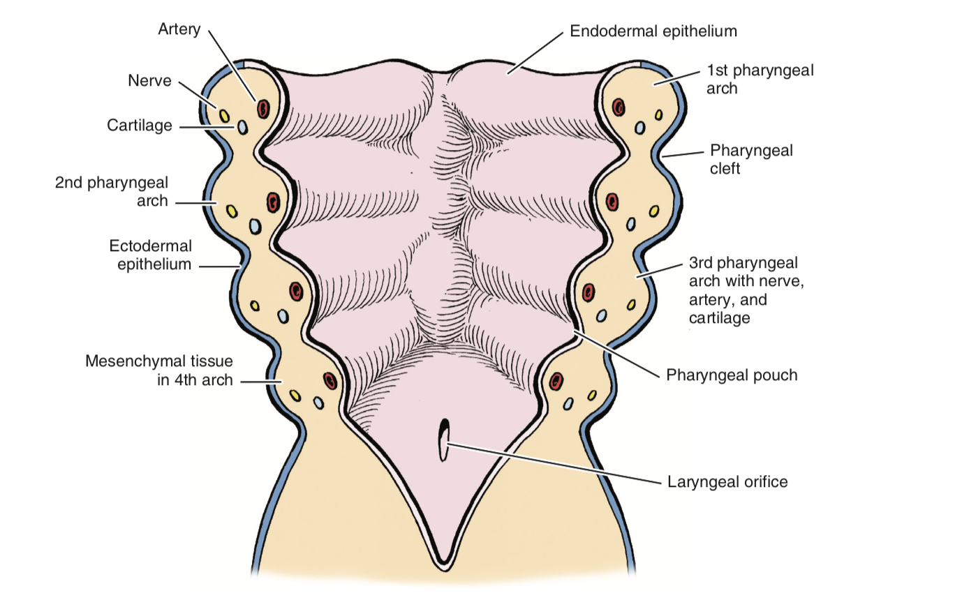 Embryology of the Pharyngeal Apparatus